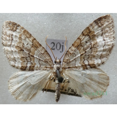 Nothocasis sertata (Hübner, 1817) Płatynka jaworówka Czech20j